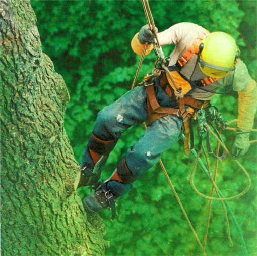 攀樹用品TreeWork